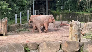  Singapore Zoo